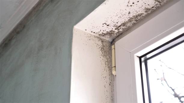 Best Residential Mold Removal  in Greenback, TN