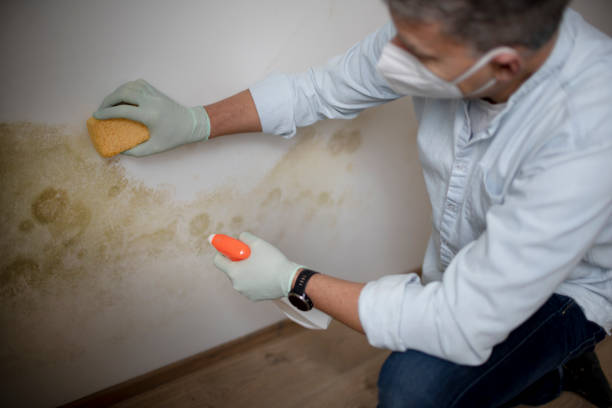 Best Professional Mold Removal  in Greenback, TN